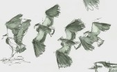 group of flyng lapwings